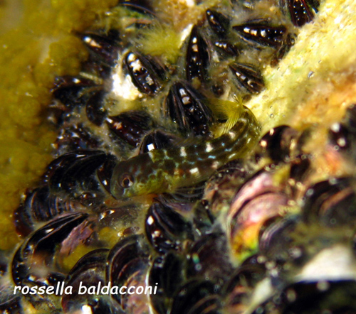 Lipophrys canevae